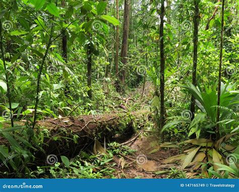 Foresta Pluviale Tropicale Di Sunny Jungle In America Centrale Immagine