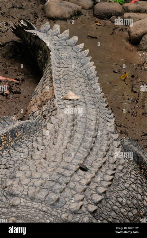 Saltwater Or Estuarine Crocodile Crocodylus Porosus Is The Largest Of
