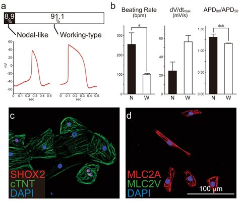 An irregular heartbeat also known in medical parlance as an arrhythmia can vary in duration based on two major factors. Heart regeneration using stem cells: Why irregular ...