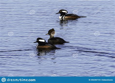 Wild Birds On Blue Water Hooded Mergansers Ducks Stock Photo Image