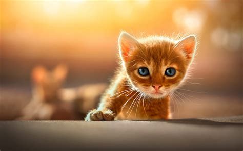 Ginger Kitten With Blue Eyes