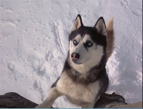 Demon From Snow Dogs Siberian Huskies Photo 32170980 Fanpop