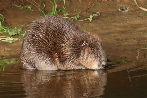 government grants go ahead for river otter beavers to remain in east devon