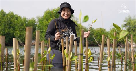 Aksimudajagaiklim Planting Of 3000 Mangrove Seeds With Aksi Kita