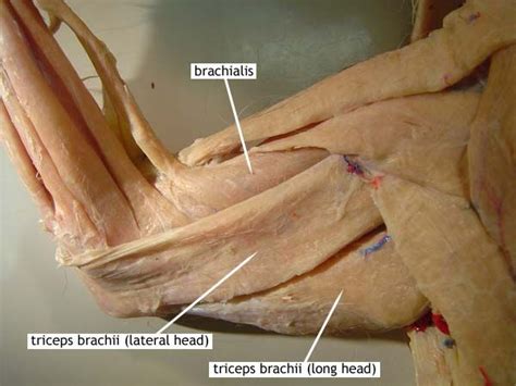 cat muscles | Upper Body: Dorsal: Upper Arm: Superficial, deep; lateral