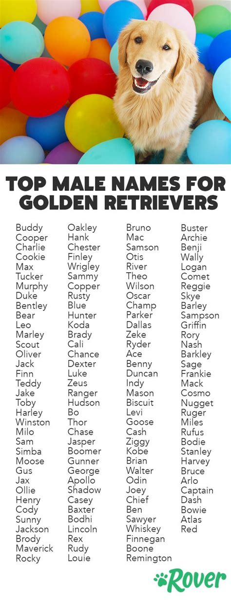 The 251 Most Popular Golden Retriever Names Of 2020 Golden Retriever