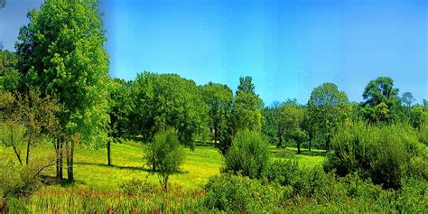 Meadow With Trees Photograph By Constantine Gregory Fine Art America