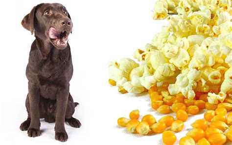 Cat owners frequently wonder which human foods are toxic to their pets. Can Dogs Eat Popcorn - What Types And How Much Is Safe