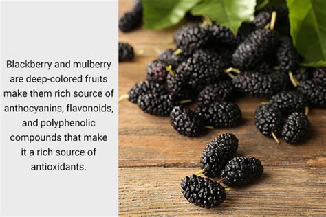 Mulberry Vs Blackberry Which Is Better Pro Healthy Minds