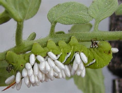 The tomato worm, or tomato hornworm, can quickly destroy a tomato crop. Wildlife