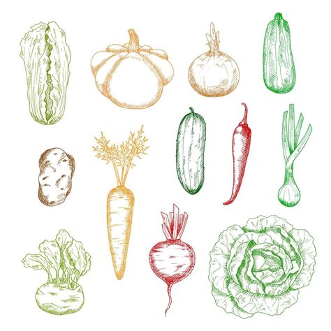Sketches Of Isolated Farm Vegetables 11675283 Vector Art At Vecteezy