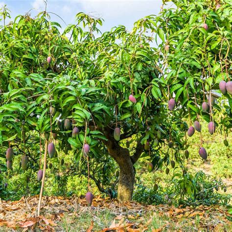 How To Plant Grafted Mango Tree Justagric