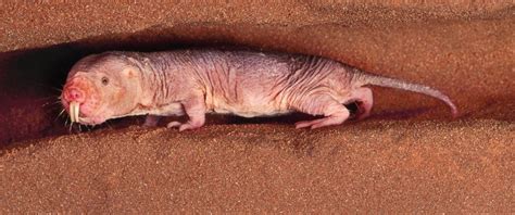 Why Are Naked Mole Rats The Most Long Lived Rodents In The World My XXX Hot Girl