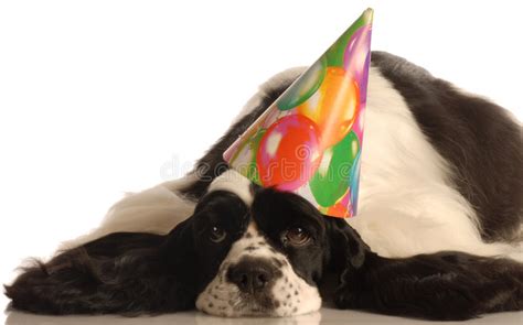 1808 Dog Wearing Birthday Hat Stock Photos Free And Royalty Free Stock