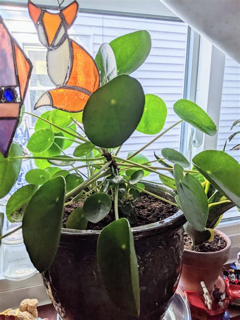 Do you have to split off the babies? : r/PPeperomioides