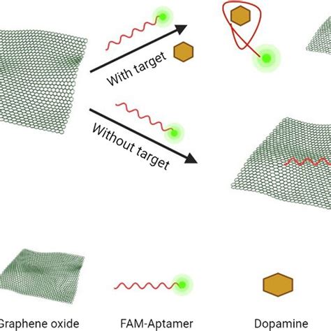 Fam Labeled Aptamer Quenching Kinetic Behaviors With Respect To The