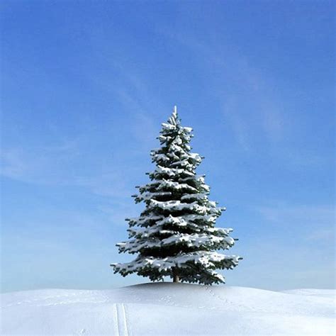 Snow Covered Pine Tree 3d Model Cgtrader