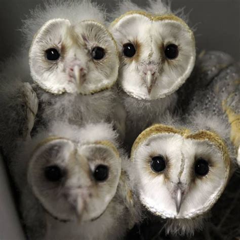 Pin By Jodie Mcdowell On The Wise Owl Baby Barn Owl Owl