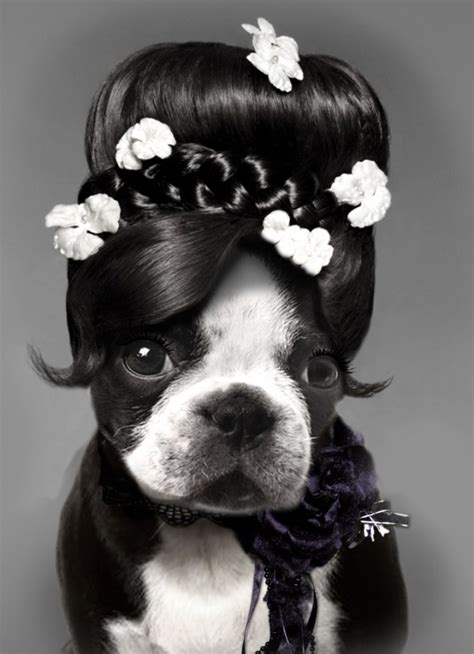 The 25 Best Funny Boston Terriers Ideas On Pinterest Boston Terrier Breeders Boston Terrier
