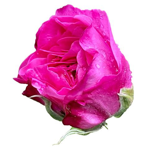 Beautiful Pink Rose 24807659 Png