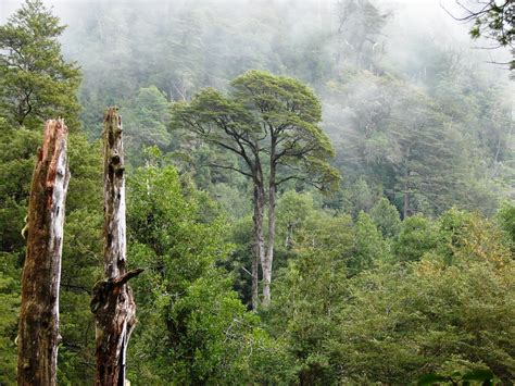 Más Que En El Trópico Bosques Templados Chilenos Concentran Igual O
