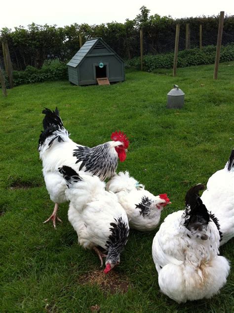 Sussex Hens Light Chickens Backyard Chicken Coop Pet Chickens