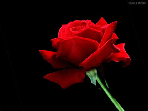 Uma Linda Rosa Vermelha Papéis De Parede Rosas Flores Fotos Imagens