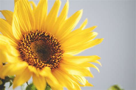 The flowers fully open up to face the sun, remain partially open during cloudy or rainy days and close at night. 30+ Most Beautiful Orange and Yellow Flowers | Pictures ...