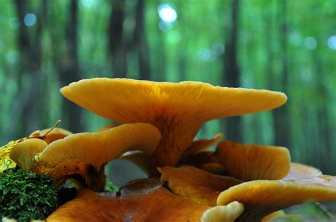 Free Images Nature Forest Flower Autumn Flora Fungus Macro