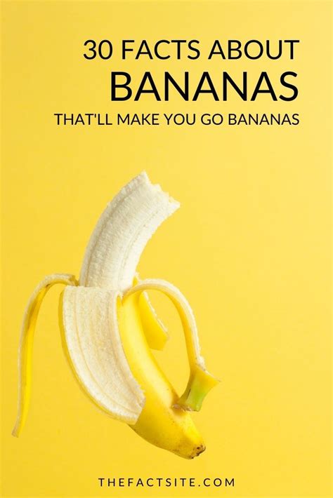 30 Facts About Bananas That Will Make You Go Bananas The Fact Site