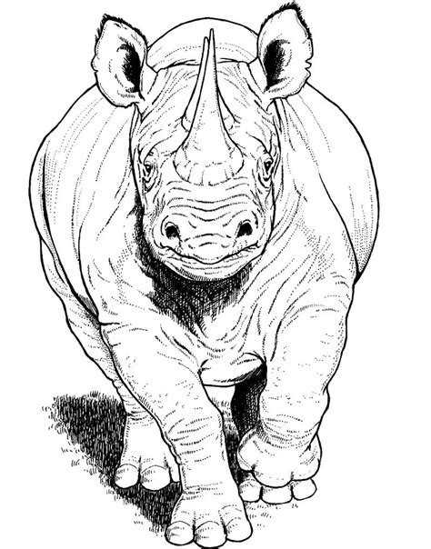 Desenhos De Rinoceronte Do Bebê Para Colorir E Imprimir Colorironlinecom