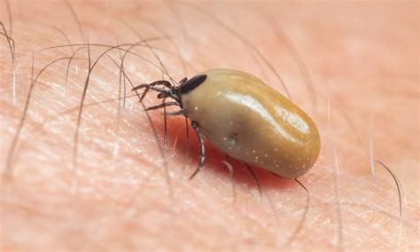 How To Spot Engorged Type Of Ticks Az Animals