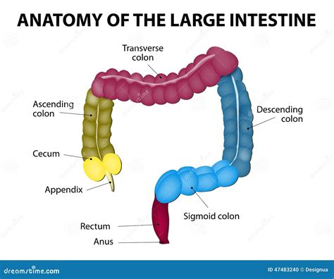 Large Intestine Human Anatomy Stock Vector Illustration Of Bolus