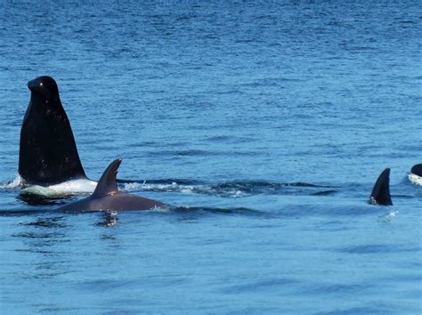 Whales And Dolphins Bc Sightings Transient Biggs Killer Whales And