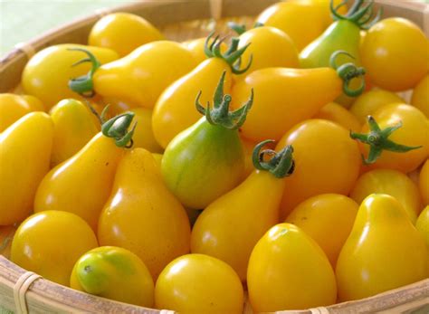 50 Heirloom Tomato Seeds Yellow Pear Heirloom Yellow