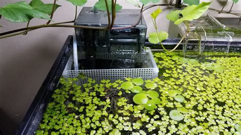 Tidal Filter Sucking Up Duckweed And Making Noises General Discussion C A R E