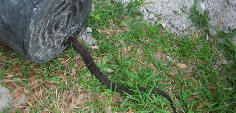 How To Identify And Get Rid Of Snake Holes In Yard Mystargarden