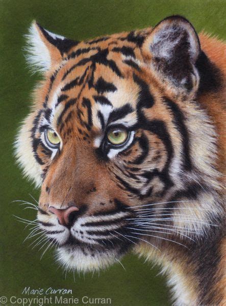 Sumatran Tiger Portrait Pastel Pencil On Pastelmat