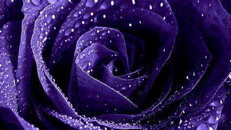 Free Download Purple Roses Wallpapers Wallpaper High Definition High