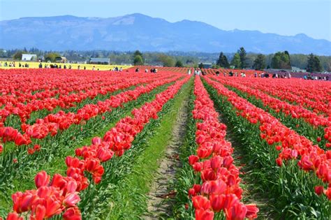 Red Tulips In Skagit Valley Tulip Farm Stock Photo Image Of Flowers