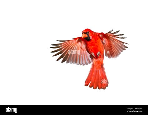 Northern Cardinal Flying