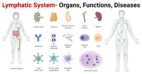 Lymphatic System Organs Functions Diseases