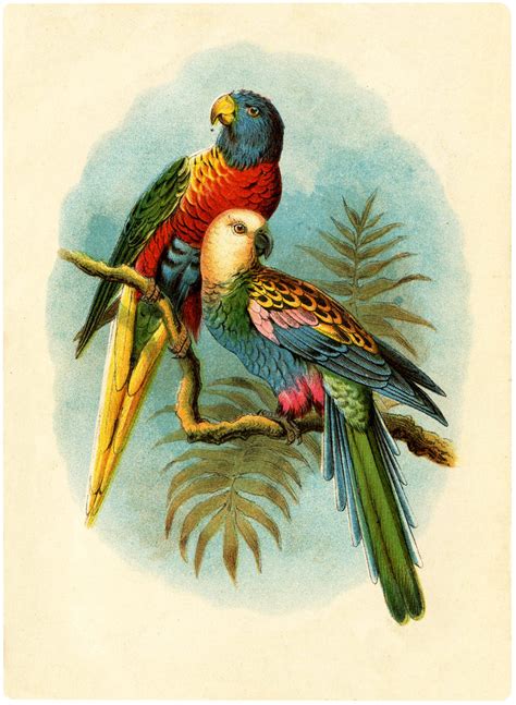 Beautiful Vintage Parrots Picture The Graphics Fairy