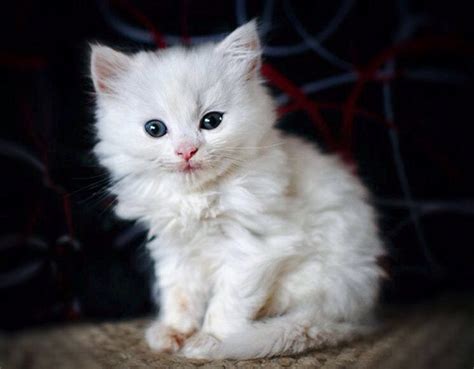Fluffy White Kitten Reyebleach