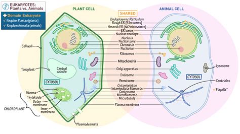 Cell Biology Plant Vs Animal Cells Ditki Medical And Biological Sciences