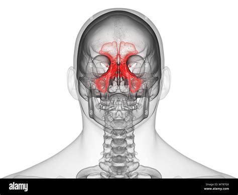 3d Rendered Medically Accurate Illustration Of The Sinuses Stock Photo