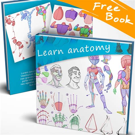 Best Books To Learn How To Draw Anatomy Taylor Debra