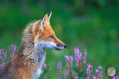Red Fox Of Alaska Alaskaguide