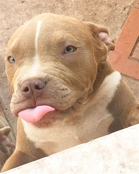 We start our 4 week old american bully xl puppy on raw barf diet and reveal the recipe. 129 best Élevage American Bully XL XXL France images on ...