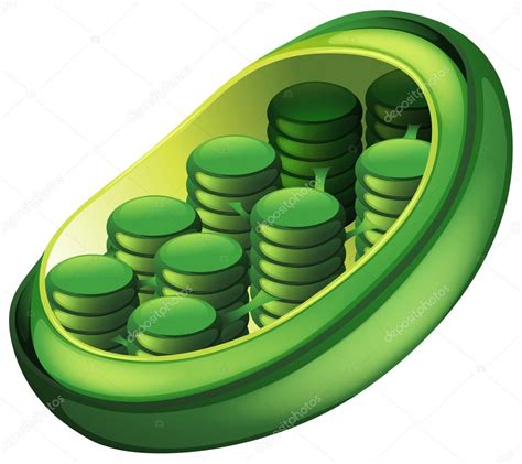 Maybe you would like to learn more about one of these? Chloroplast — Stock Vector © blueringmedia #17819165